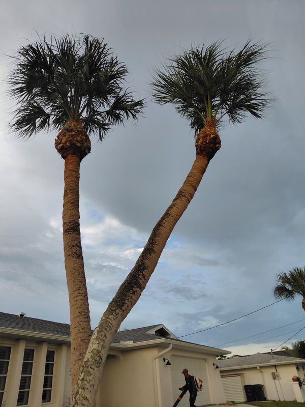 Tree Trimming