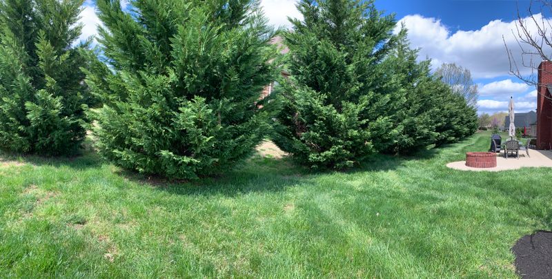 Shrub Trimming
