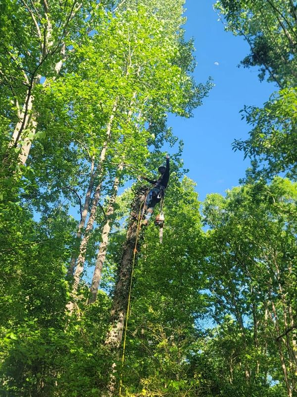 Tree Trimming