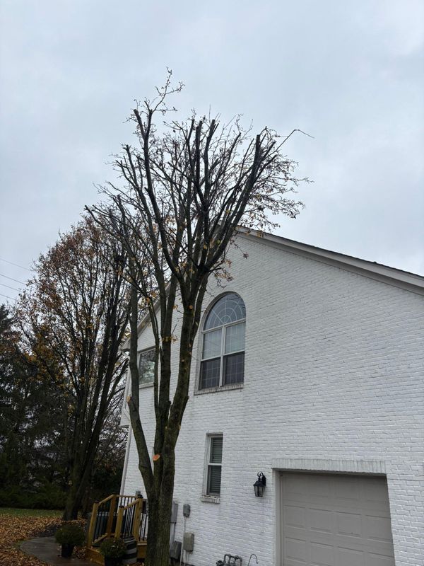 Fall Clean Up