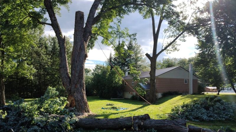 Tree Removal gallery