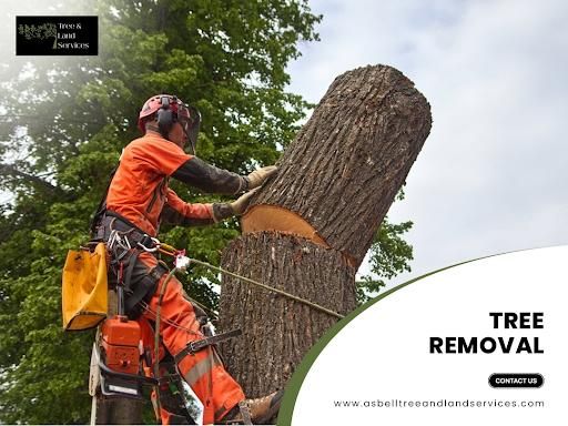 Tree Removal