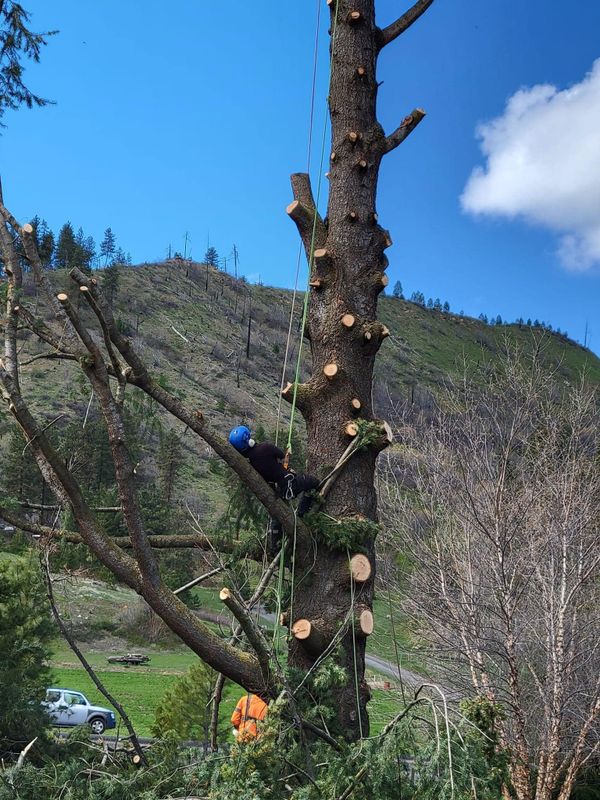 Tree Trimming and Removal