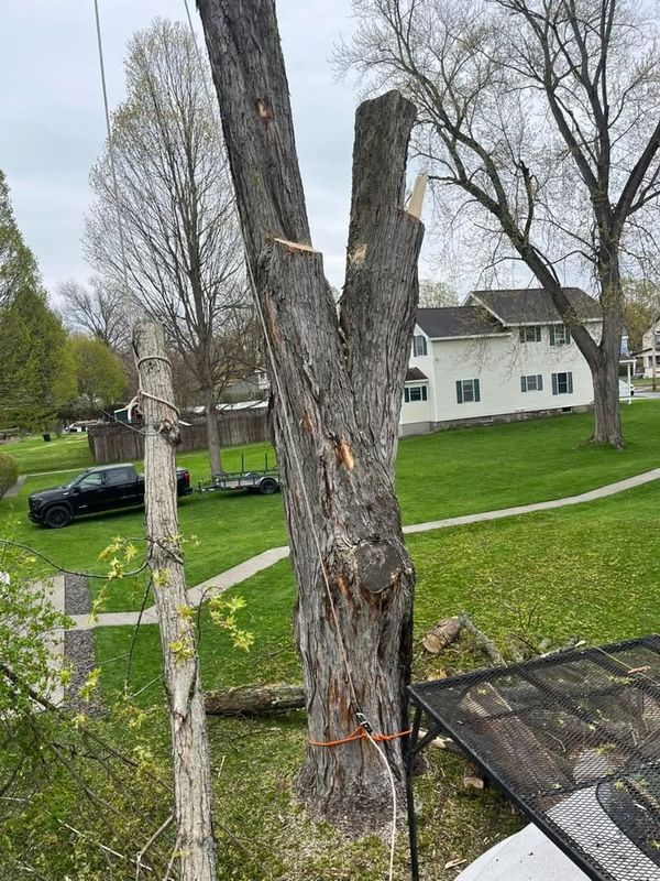 Tree Removal