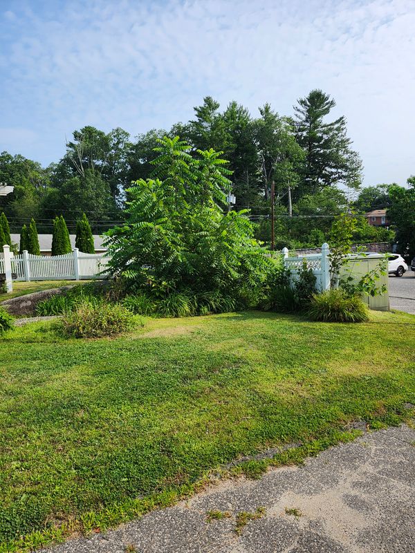 Hedge/Tree/Brush Cutting