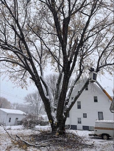 Tree Trimming