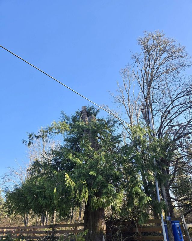 Tree Removal