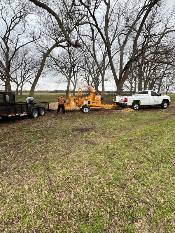Tree Trimming