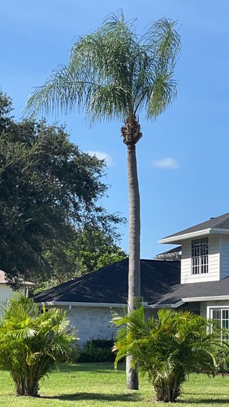 Tree Trimming
