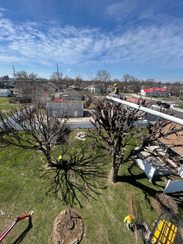 Tree Trimming