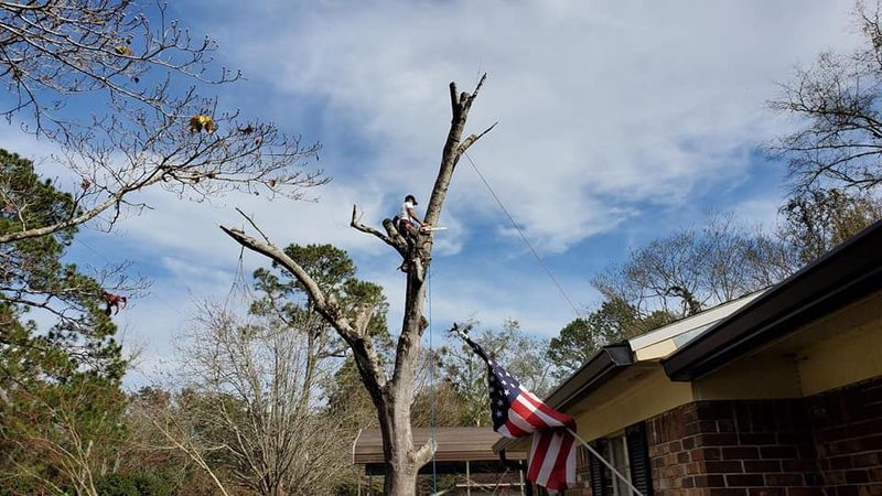 Tree Removal