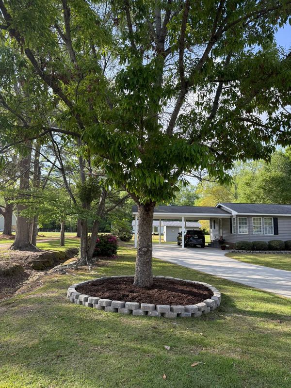 Tree & Shrub Care