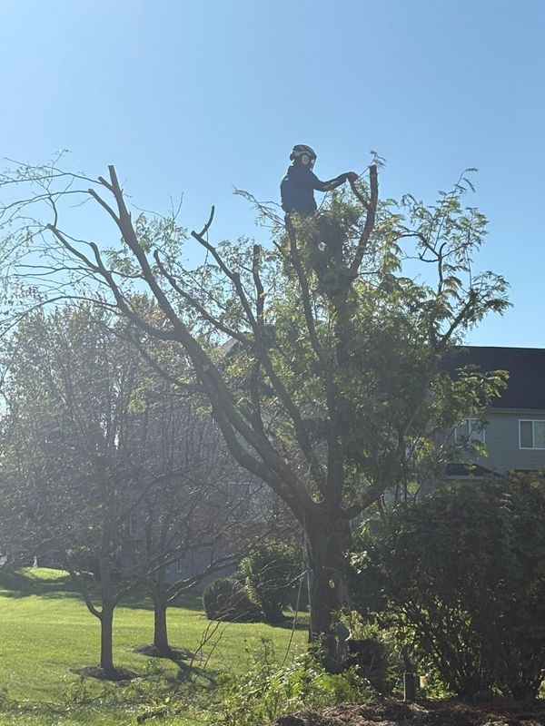 Tree Removal