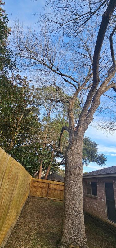 Tree Trimming