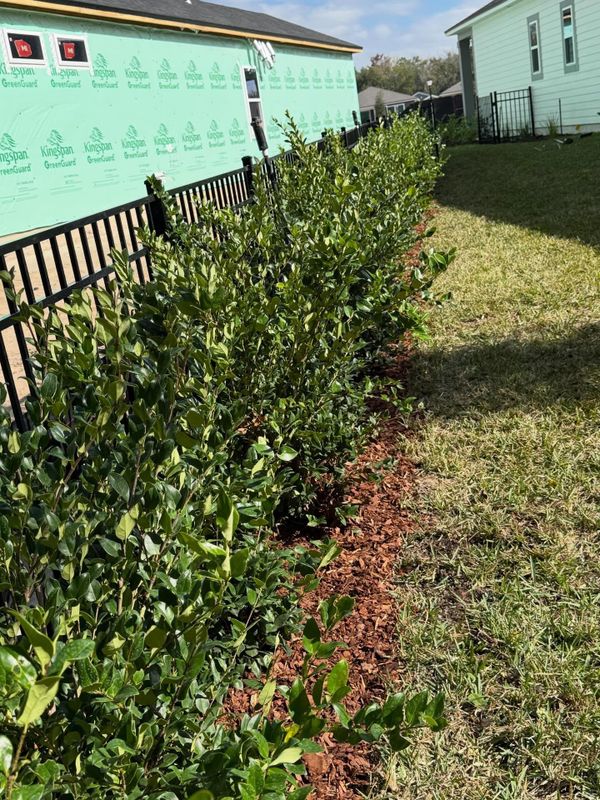 Shrub Trimming