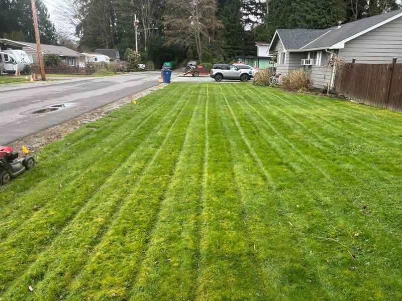 Hedge Trimming