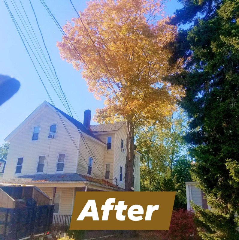 Tree Removal gallery
