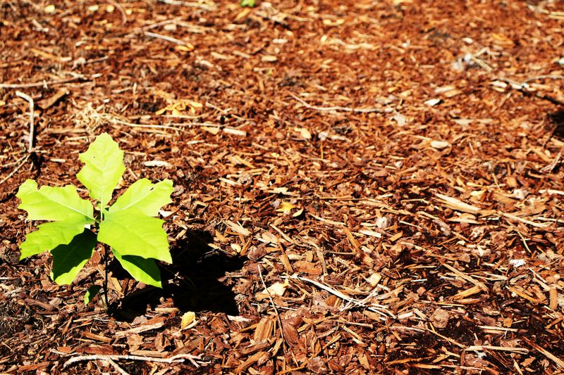 Mulch Installation