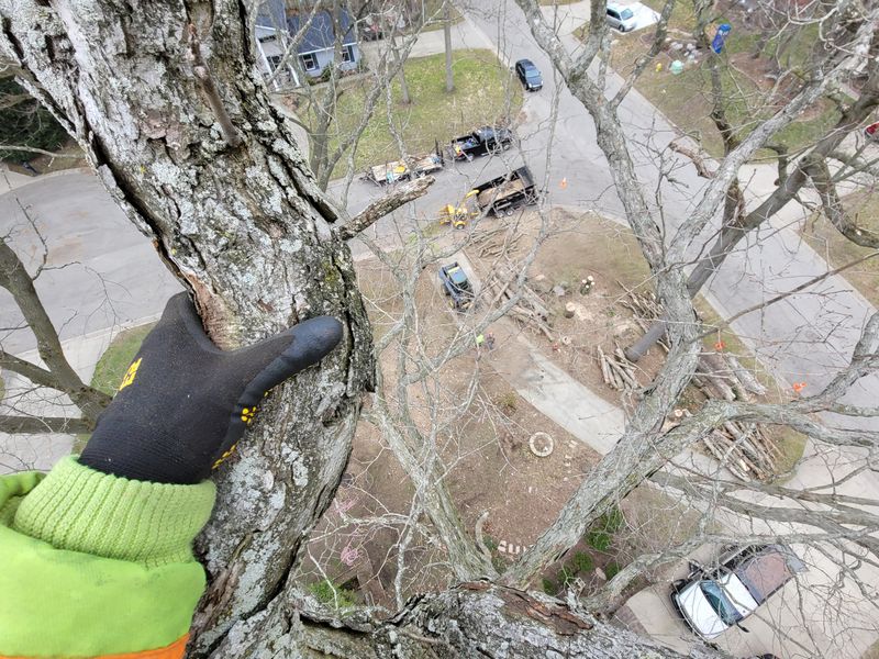 Stump Removal