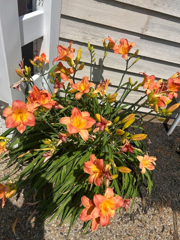 Plantings