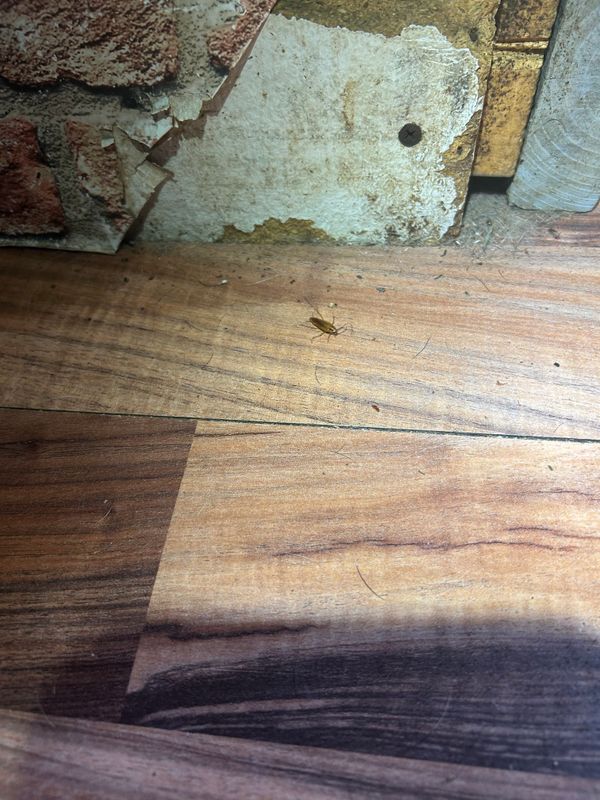 Cockroach Extermination