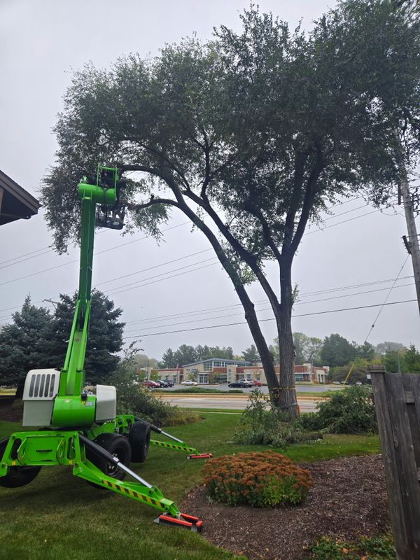 Bush & Hedge Pruning
