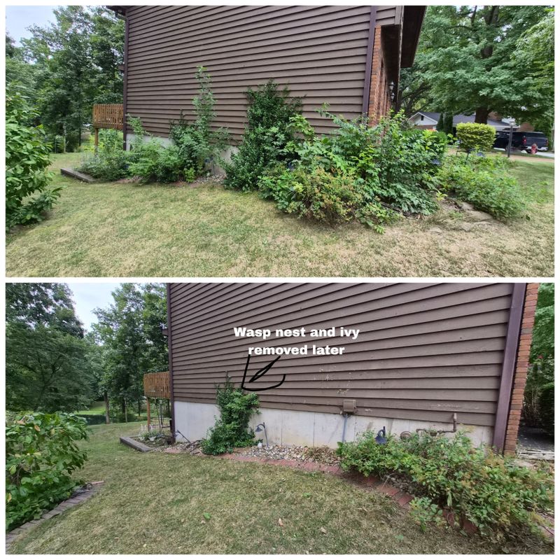 Tree & Shrub Care