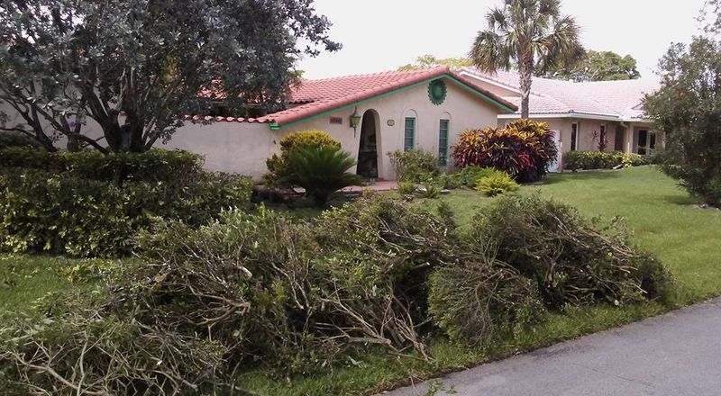 Tree Trimming
