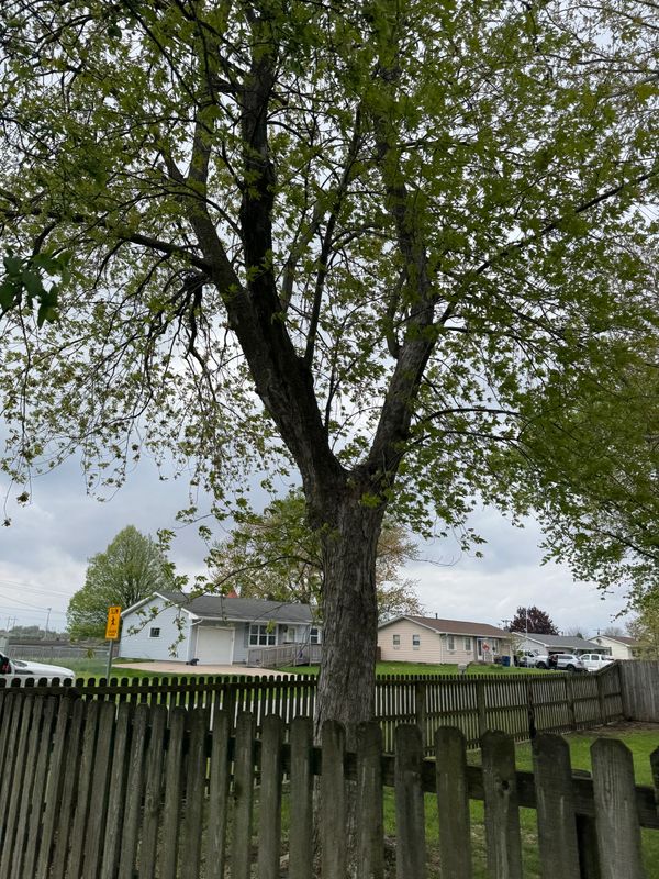 Seamless Tree Care Solutions: Efficient Service at an Unbeatable Price
