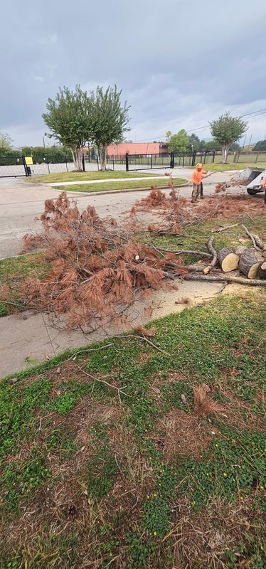 Tree Trimming