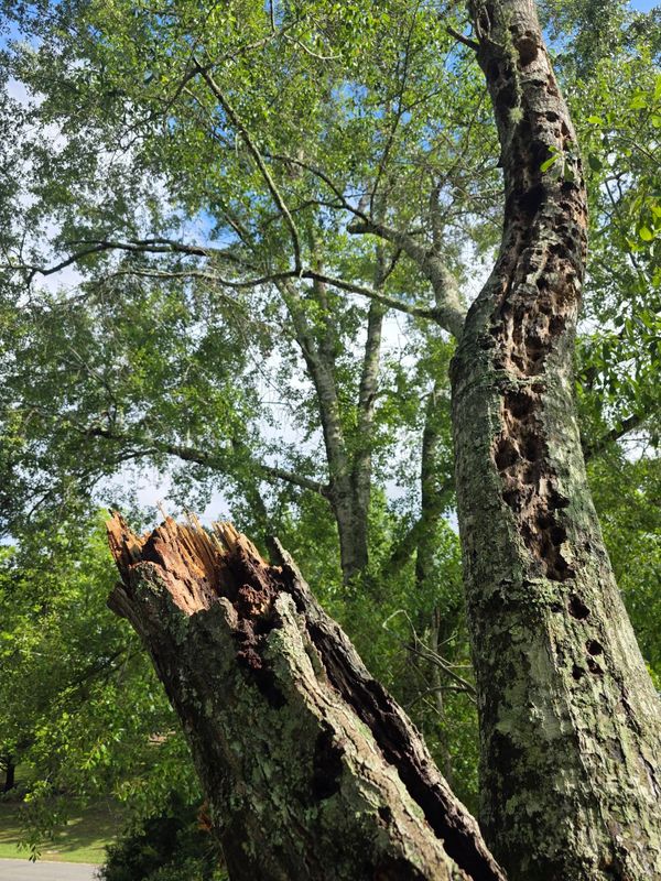 Tree Trimming