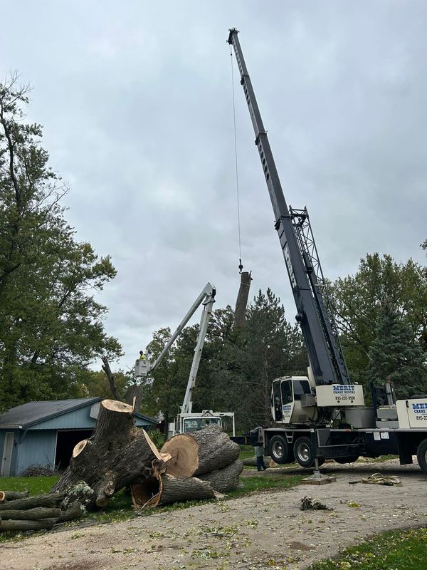 Tree Removal gallery