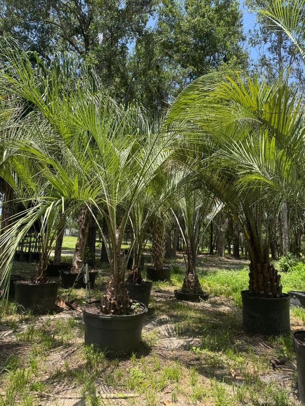 Container Trees