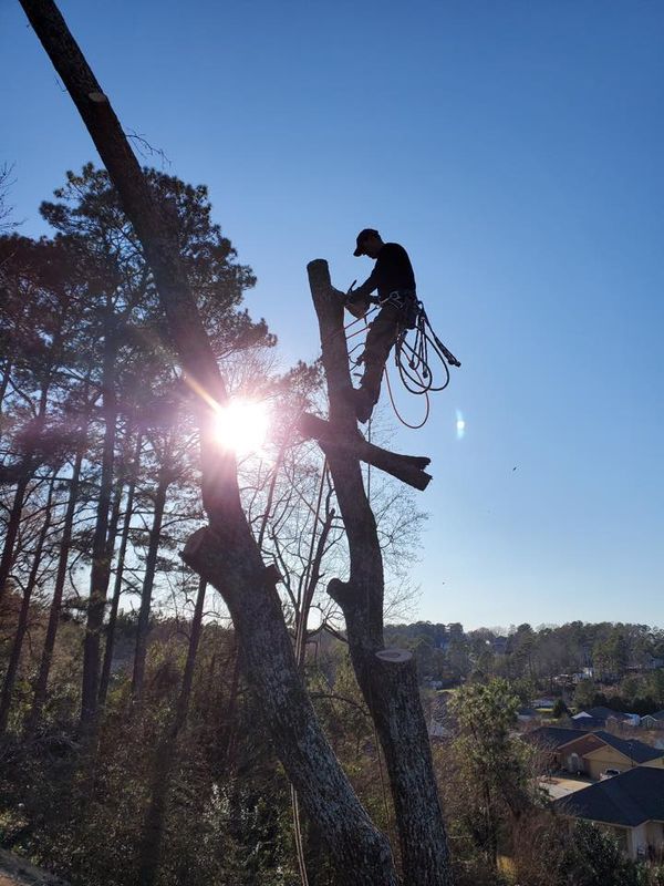 Tree Trimming