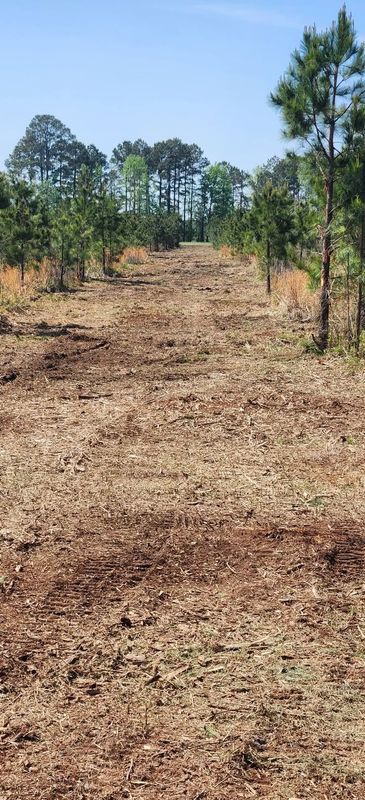 Forestry Mulching