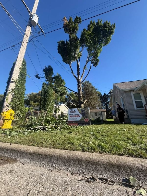 Tree Trimming