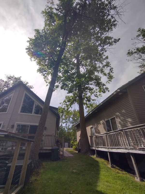 Tree Removal