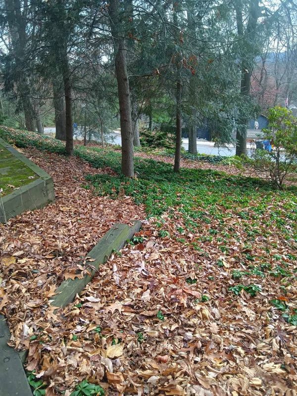 Tree & Shrub Care