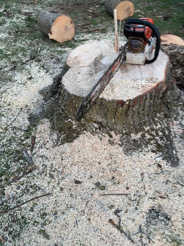 Tree Services