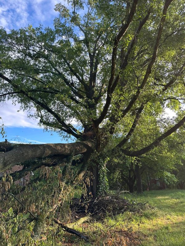 Tree Services