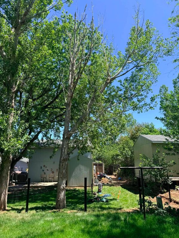 Tree Removal