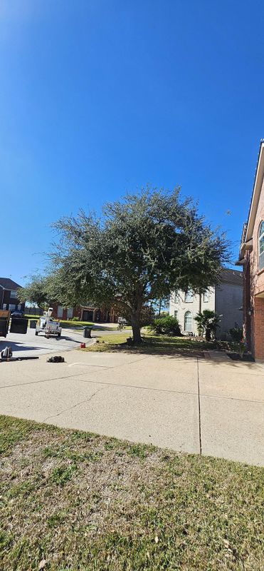 Tree Trimming
