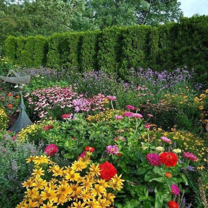 Tree & Shrub Care