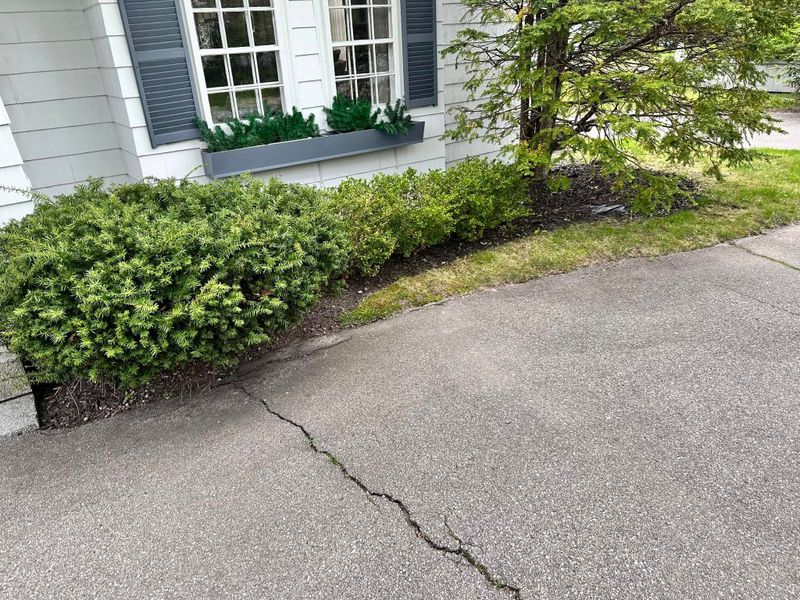 Tree & Shrub Care