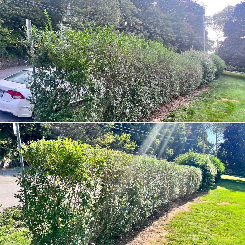Shrub Trimming