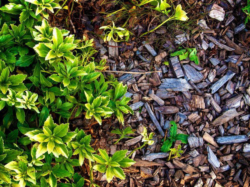 Mulching