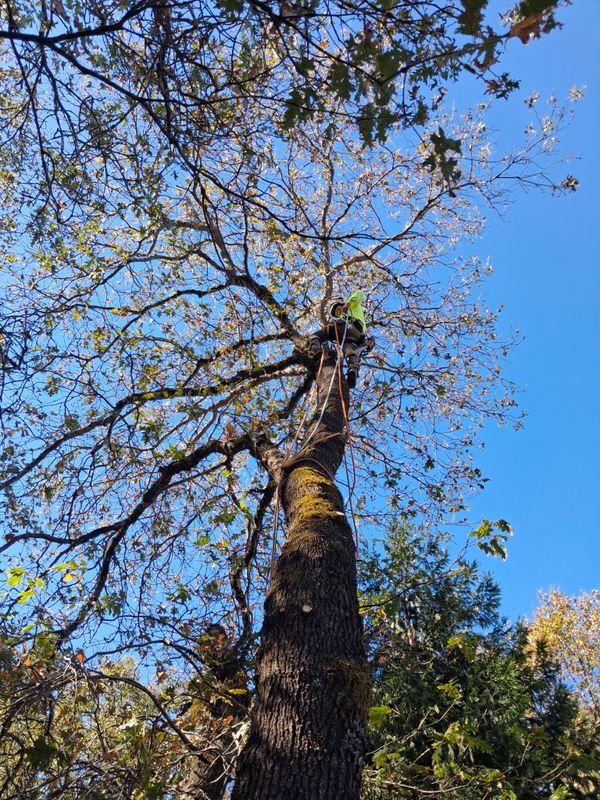 Tree Trimming