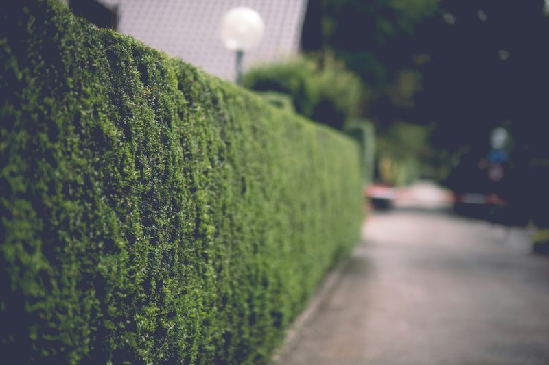Hedge Trimming