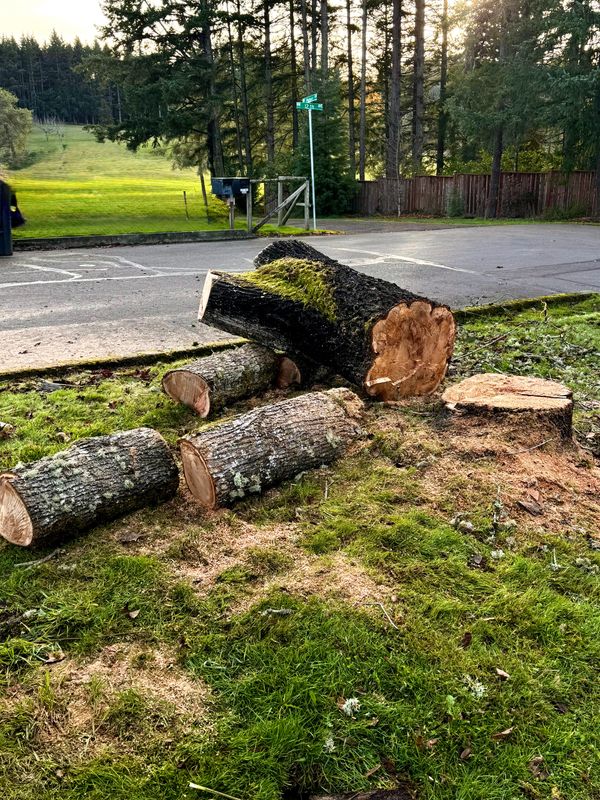Tree Removals