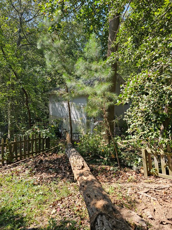 Swift Emergency Tree Removal: Safeguarding Homes in Lusby, MD